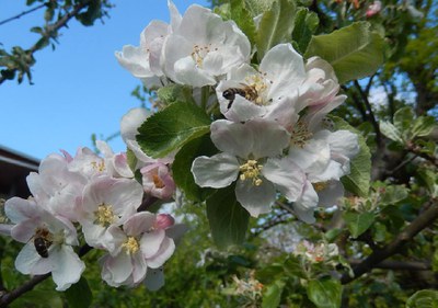 23_Apfelblüten mit Bienen.JPG