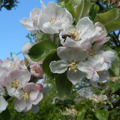 23_Apfelblüten mit Bienen.JPG