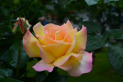 Rosenpflege nach der Blüte mit Rudi Waibel am 26.6.2020