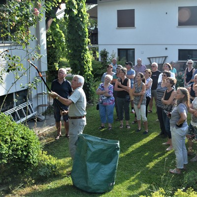 Rosenpflege nach der Blüte mit Rudi Waibel am Mi. 3.7.2019 in Röthis