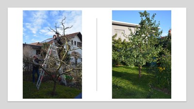 Sommer Baumschnittkurs Collagen_3 2023.pdf.jpg