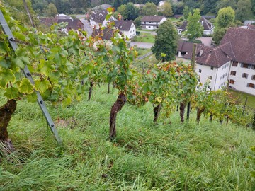 Torkelbaum, Wein und Grappa mit dem OGV Sulz-Röthis am Mittwoch 13 September 2023