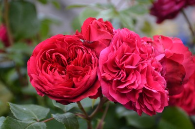 Rosenpflege nach der Blüte mit Rudi Waibel