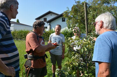 Sommer-Obstbaumschnitt mit Lothar Lins